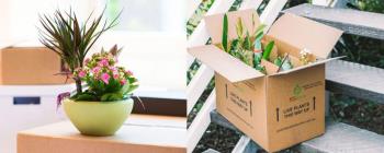 حمل و جابه‌جايي گل و گياه‌هاي حساس | ۱۰ نكته حرفه‌اي براي جابه‌جايي امن